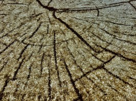 Paklājs Karmel Tronko 2494-066 beige